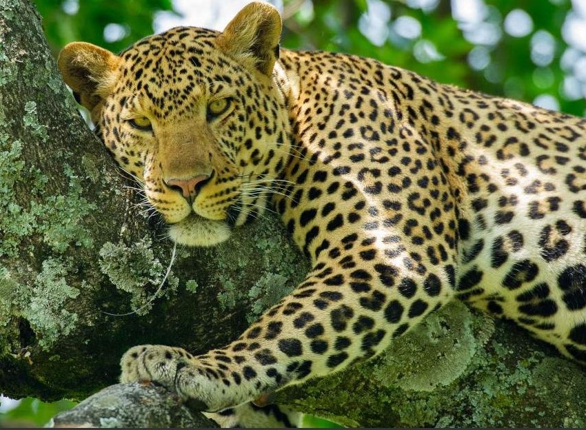 Ruaha National Park