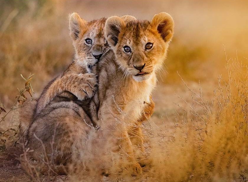 Lions