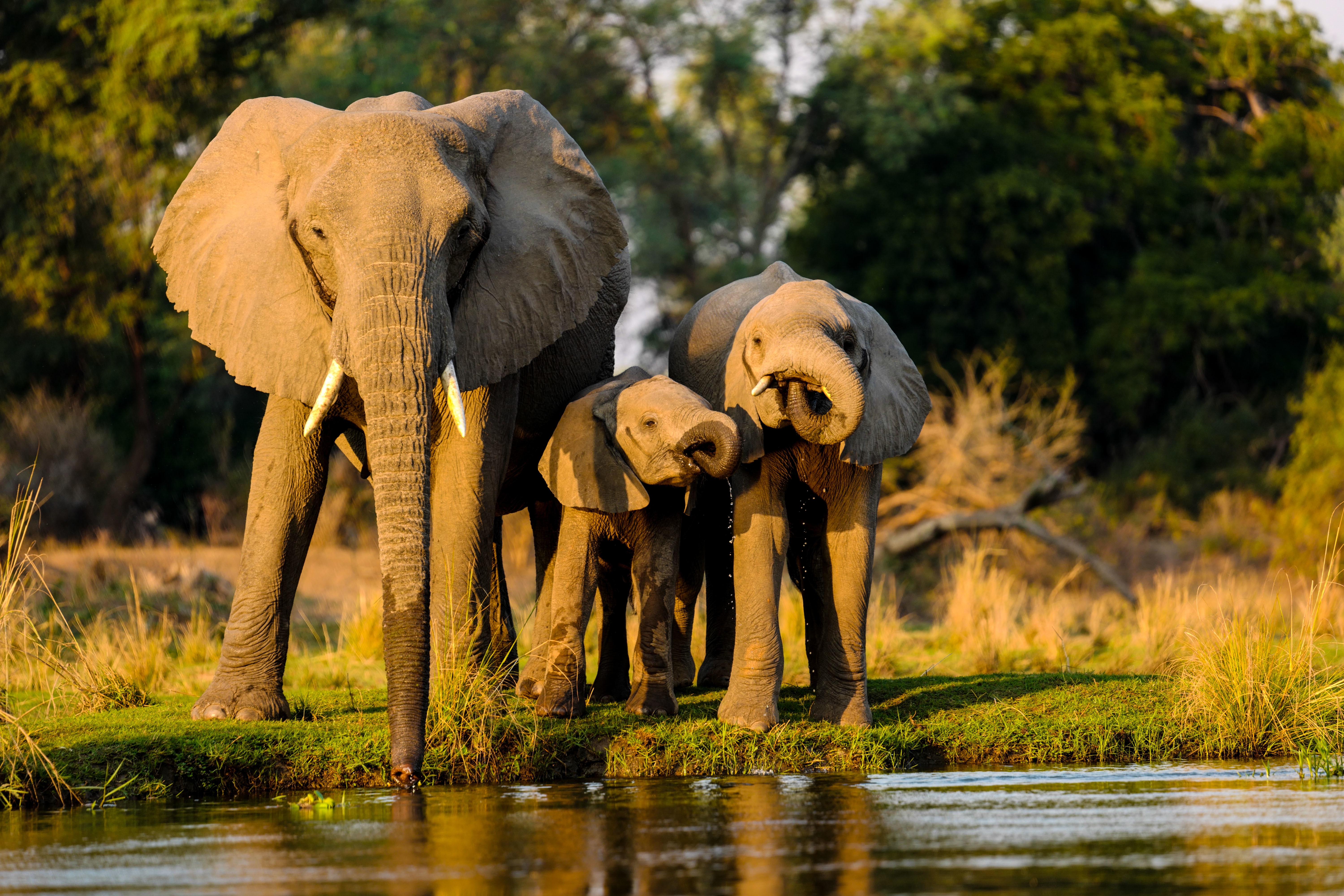 Elephants