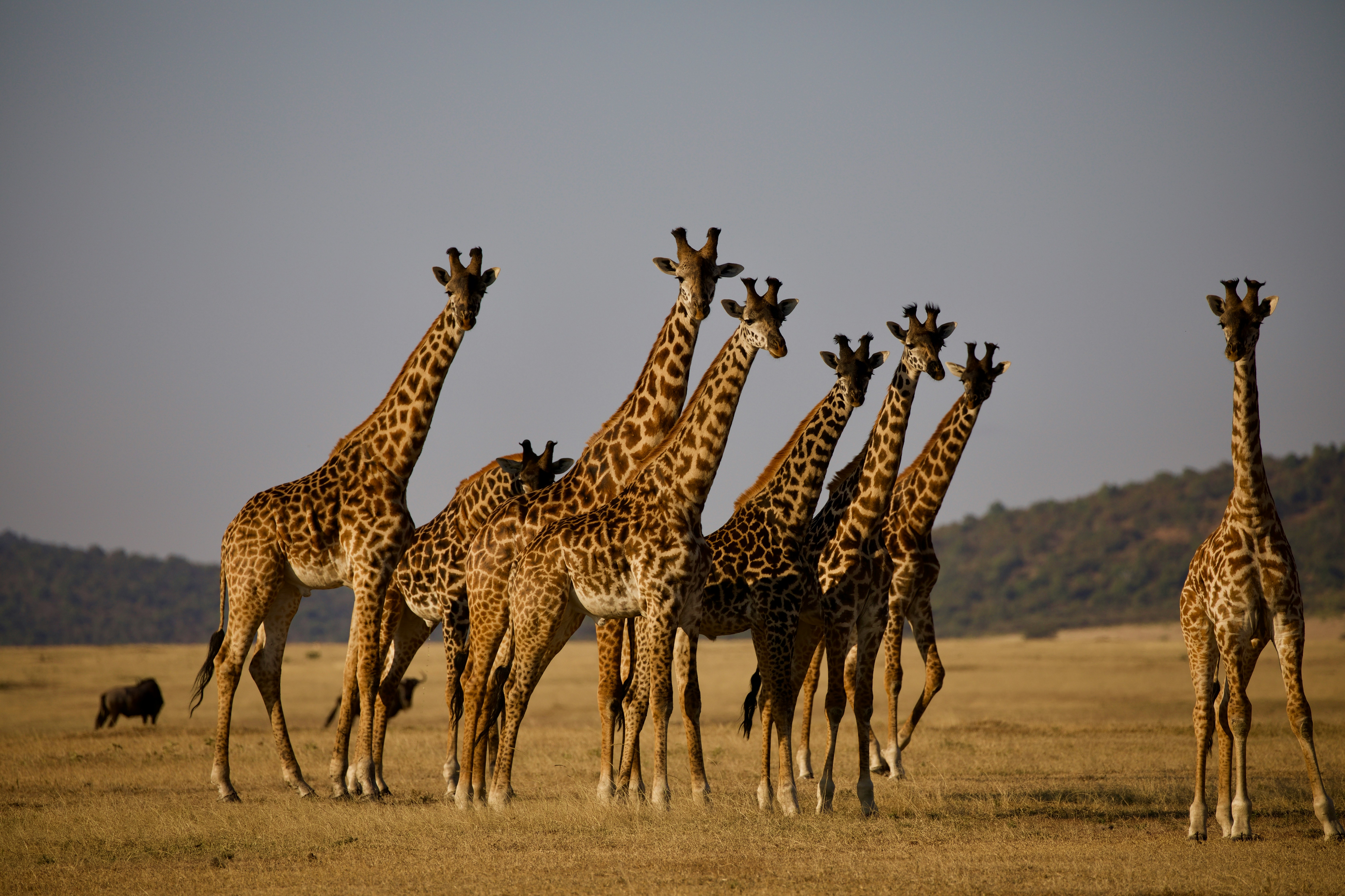 Giraffes