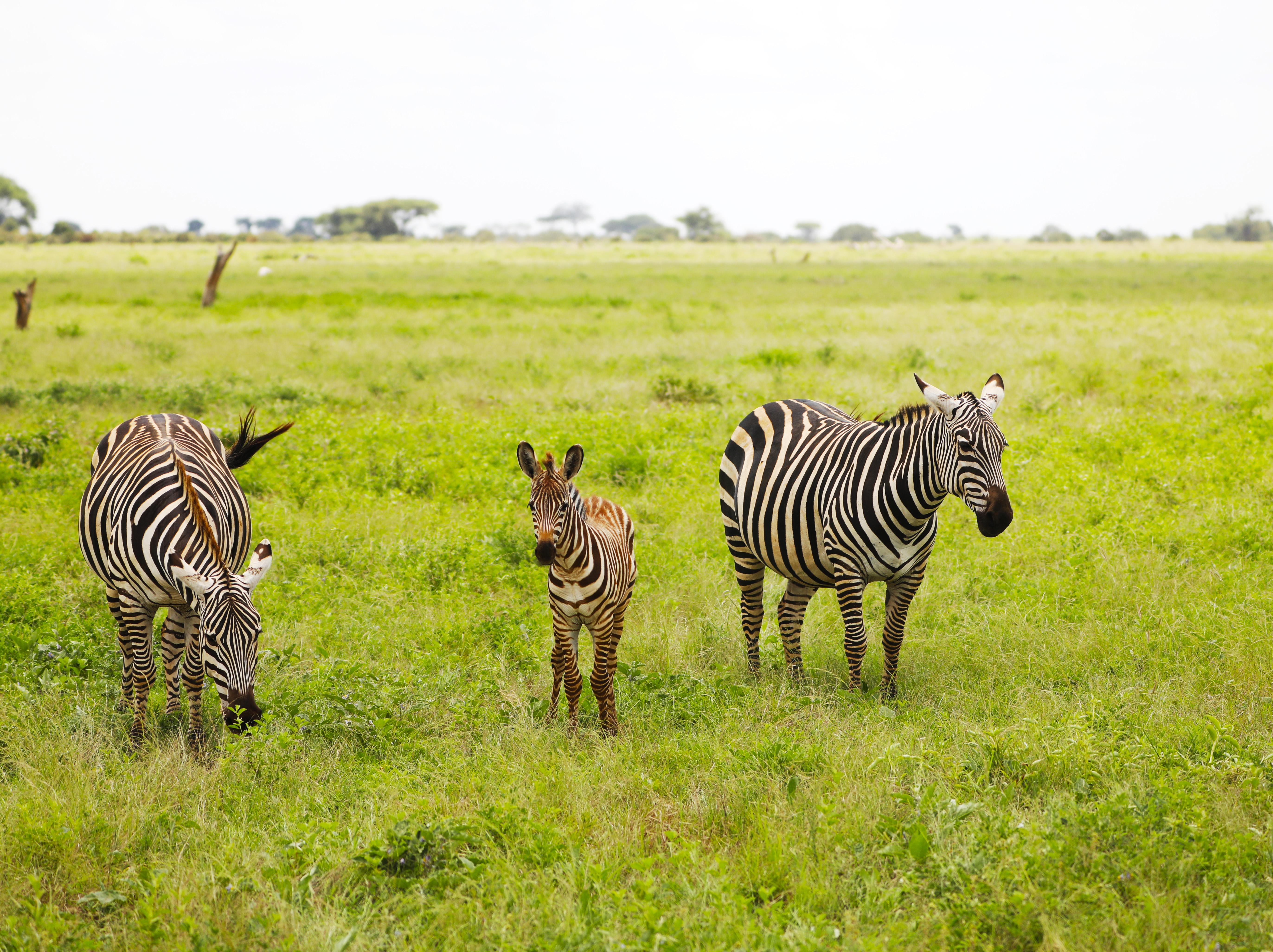Zebras